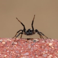 Zodariidae (family) (Ant spider or Spotted ground spider) at Acton, ACT - 23 Oct 2020 by TimL