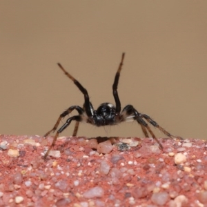 Zodariidae (family) at Acton, ACT - 23 Oct 2020 12:03 PM