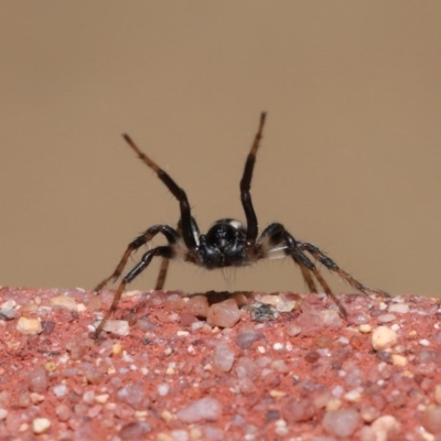 Zodariidae (family) (Ant spider or Spotted ground spider) at Acton, ACT - 23 Oct 2020 by TimL