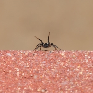 Zodariidae (family) at Acton, ACT - 23 Oct 2020 12:03 PM