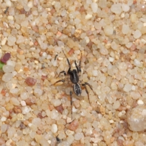 Zodariidae (family) at Acton, ACT - 23 Oct 2020 12:03 PM