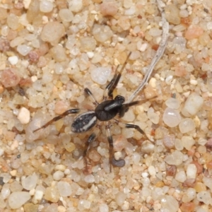 Zodariidae (family) at Acton, ACT - 23 Oct 2020 12:03 PM