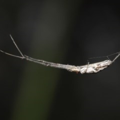 Tetragnatha sp. (genus) (Long-jawed spider) at Downer, ACT - 28 Oct 2020 by TimL