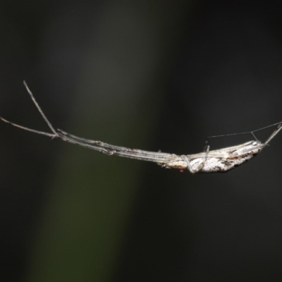 Tetragnatha sp. (genus) (Long-jawed spider) at ANBG - 28 Oct 2020 by TimL