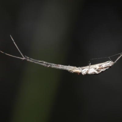 Tetragnatha sp. (genus) (Long-jawed spider) at Downer, ACT - 28 Oct 2020 by TimL