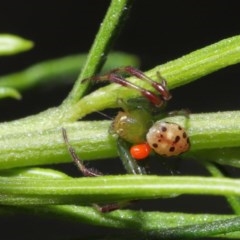 Tharrhalea pulleinei at Acton, ACT - 1 Nov 2020