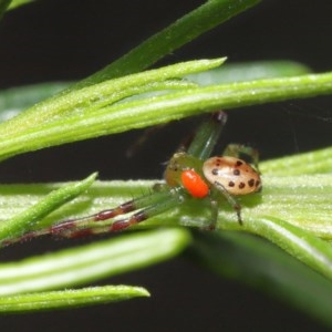 Tharrhalea pulleinei at Acton, ACT - 1 Nov 2020