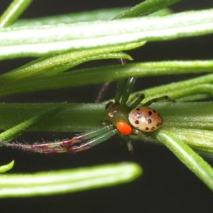 Tharrhalea pulleinei at Acton, ACT - 1 Nov 2020