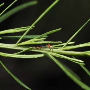 Tharrhalea pulleinei at Acton, ACT - 1 Nov 2020