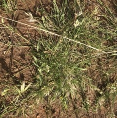 Rytidosperma carphoides (Short Wallaby Grass) at Griffith, ACT - 2 Nov 2020 by ianandlibby1