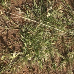 Rytidosperma carphoides at Griffith, ACT - 2 Nov 2020