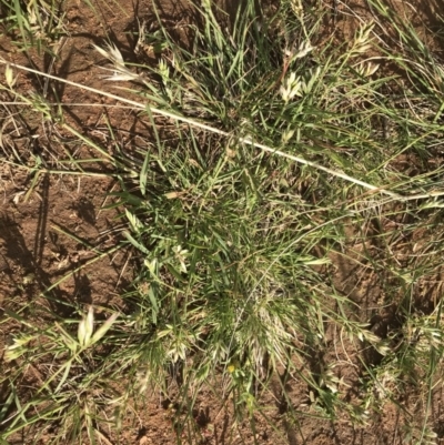 Rytidosperma carphoides (Short Wallaby Grass) at Bass Gardens Park, Griffith - 2 Nov 2020 by ianandlibby1