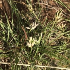 Rytidosperma carphoides at Griffith, ACT - 2 Nov 2020