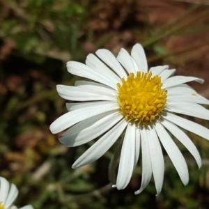 Brachyscome dentata at Wambrook, NSW - 2 Nov 2020