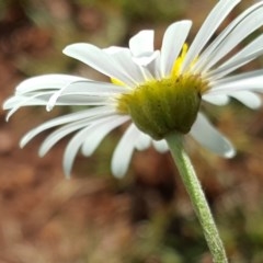 Brachyscome dentata at Wambrook, NSW - 2 Nov 2020