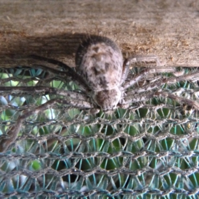 Sparassidae (family) (A Huntsman Spider) at Tathra, NSW - 2 Nov 2020 by TathraPreschool