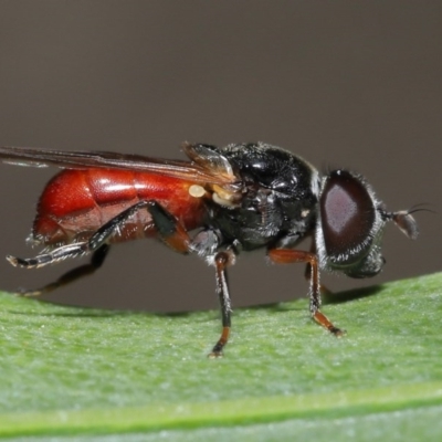 Psilota rubra (Red-tailed hoverfly) at Acton, ACT - 1 Nov 2020 by TimL