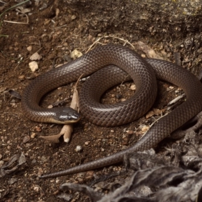 Parasuta dwyeri (Dwyer's Black-headed Snake) at Forde, ACT - 2 Nov 2020 by BrianLR