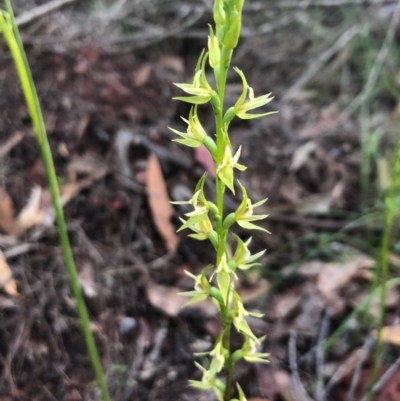 Prasophyllum sylvestre (Forest Leek Orchid) at Pambula Beach, NSW - 1 Nov 2020 by DeanAnsell