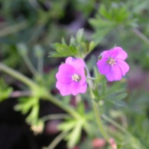 Geranium solanderi at Watson, ACT - 2 Nov 2020