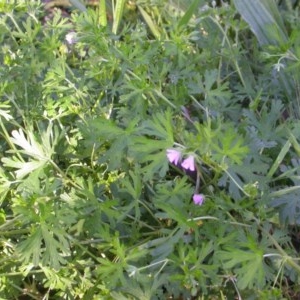 Geranium solanderi at Watson, ACT - 2 Nov 2020