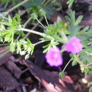 Geranium solanderi at Watson, ACT - 2 Nov 2020 04:54 PM