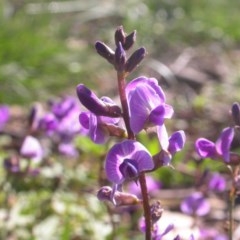 Glycine tabacina (Variable Glycine) at Watson, ACT - 2 Nov 2020 by waltraud