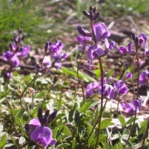 Glycine tabacina at Watson, ACT - 2 Nov 2020 04:55 PM