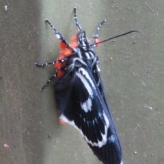 Phalaenoides glycinae (Grapevine Moth) at Narrabundah, ACT - 19 Oct 2020 by RobParnell