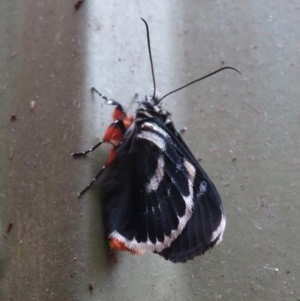 Phalaenoides glycinae at Narrabundah, ACT - 19 Oct 2020