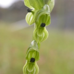 Hymenochilus bicolor (Black-tip Greenhood) at Watson, ACT - 27 Oct 2020 by waltraud