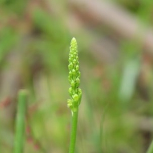 Microtis parviflora at Cotter River, ACT - 3 Nov 2020