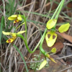 Diuris sulphurea at Cotter River, ACT - 3 Nov 2020