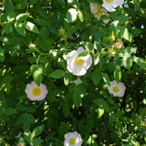 Rosa rubiginosa at Mitchell, ACT - 3 Nov 2020 11:44 AM