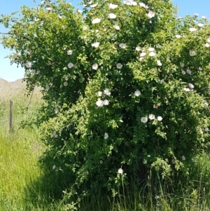 Rosa rubiginosa at Mitchell, ACT - 3 Nov 2020 11:44 AM