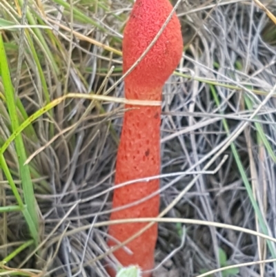 Phallus rubicundus (Phallus rubicundus) at Mitchell, ACT - 3 Nov 2020 by tpreston