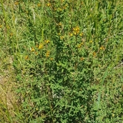 Hypericum perforatum at Mitchell, ACT - 3 Nov 2020