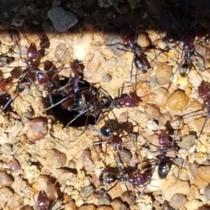 Iridomyrmex purpureus at Mitchell, ACT - 3 Nov 2020