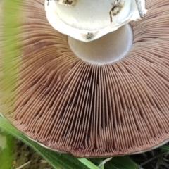 Agaricus sp. at Mitchell, ACT - 3 Nov 2020