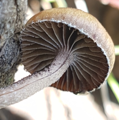 Protostropharia semiglobata (Dung Roundhead) at Mitchell, ACT - 3 Nov 2020 by trevorpreston