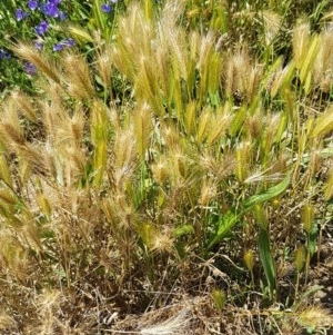 Hordeum leporinum at Mitchell, ACT - 3 Nov 2020