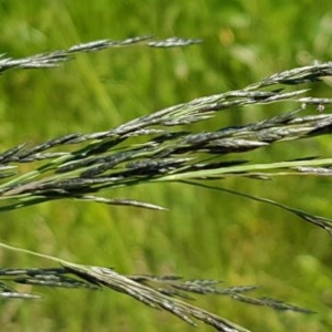 Eragrostis curvula at Mitchell, ACT - 3 Nov 2020