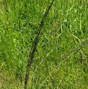 Eragrostis curvula at Mitchell, ACT - 3 Nov 2020