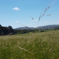 Austrostipa bigeniculata at Mitchell, ACT - 3 Nov 2020