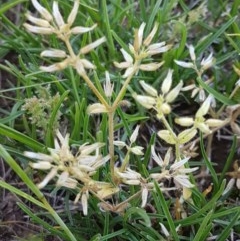 Cerastium glomeratum (Sticky Mouse-ear Chickweed) at Mitchell, ACT - 3 Nov 2020 by trevorpreston