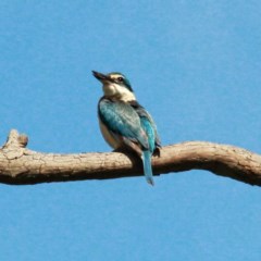 Todiramphus sanctus at Throsby, ACT - 3 Nov 2020