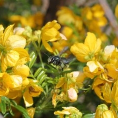 Xylocopa (Lestis) aerata (Golden-Green Carpenter Bee) at Acton, ACT - 3 Nov 2020 by TimL