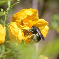 Xylocopa (Lestis) aerata (Golden-Green Carpenter Bee) at Acton, ACT - 3 Nov 2020 by TimL