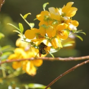 Xylocopa (Lestis) aerata at Acton, ACT - 3 Nov 2020