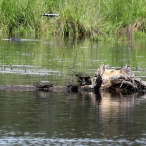 Chelodina longicollis at Fyshwick, ACT - 2 Nov 2020 12:30 PM